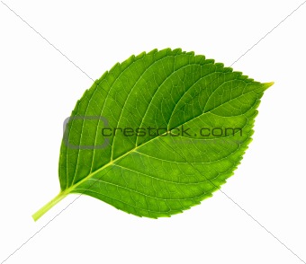 Fresh leaf