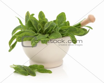 Variegated Sage Herb