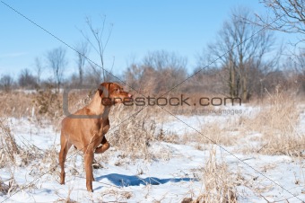 Vizsla Dog Pointing in a snowy field