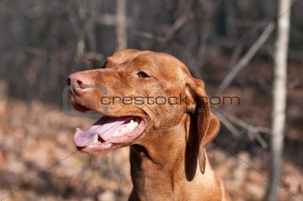 Happy Looking Vizsla Dog in the Woods in Autumn