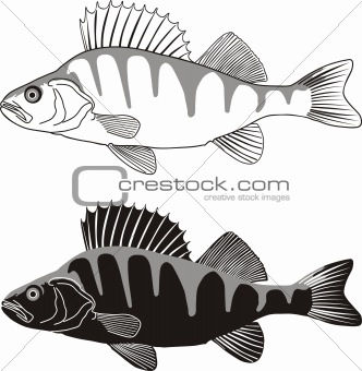 Perch - illustration of freshwater fish