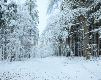 First winter snow and last autumn leaves in forest