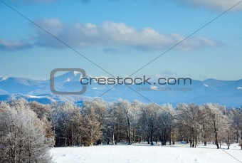 First winter snow and mountain beech forest