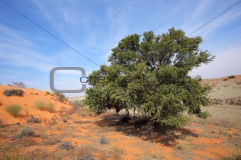 African Acacia tree on dune