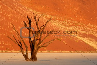 Tree and dune
