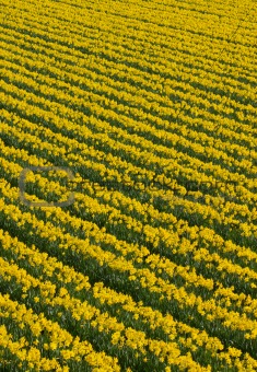 Lots of rows of yellow daffodil flowers in a field.