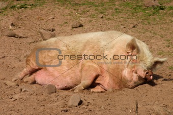 A pig having an afternoon nap.
