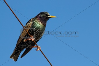 A starling bird perched on a wire.