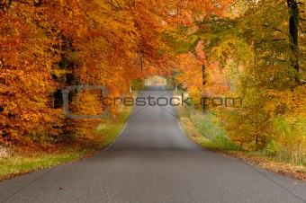 Road in fall