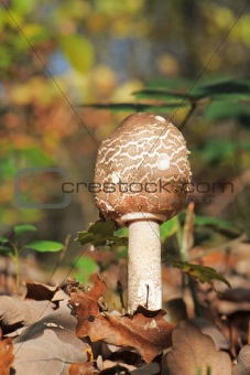 Macrolepiota procera or Parasol mushroom