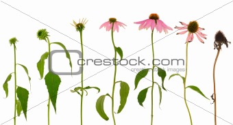 Evolution of Echinacea purpurea  flower  isolated on white background