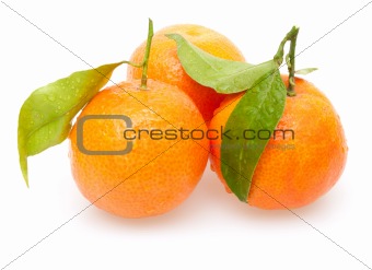 Tangarines