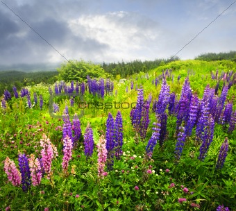 Purple and pink garden lupin flowers