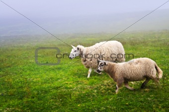 Sheep in Newfoundland