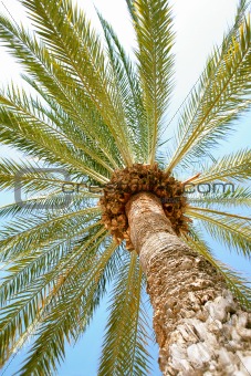 Palm tree on beach
