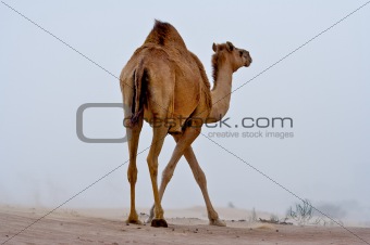 Camel in the desert. 