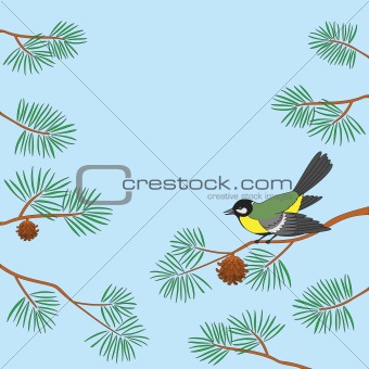 Titmouse on pine branch
