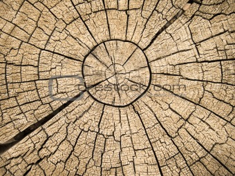 Tree Rings With Cracks