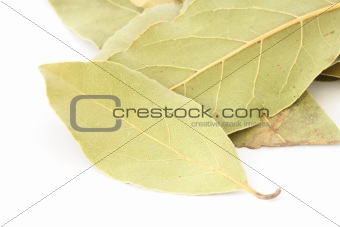 Close up of several leaves of bay leaf spice on white background