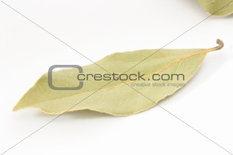 Single bay leaf piece