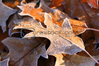 Autumn frozen leaves