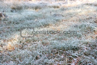 Frozen grass with hoarfrost