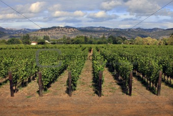 vineyard in Napa, California