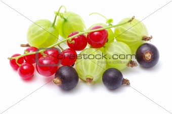  berries 