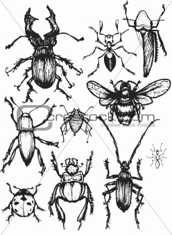 beetle vectors