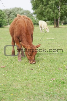 Grazing cow in a field