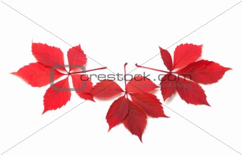 Three red autumn virginia creeper leaves