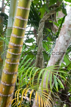 tropical pristine rain forest background