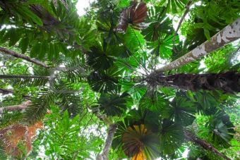 palm tree forest canopy
