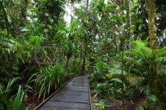 boardwalk in tropical rain forest