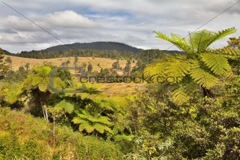 queensland landscape with tree fern and rain forest