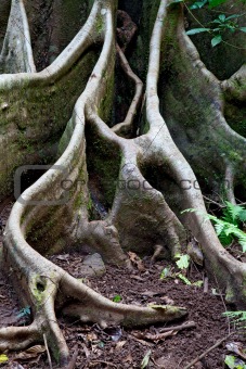 detail tree roots rain forest