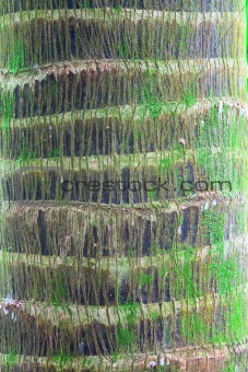 palm tree trunk detail bark