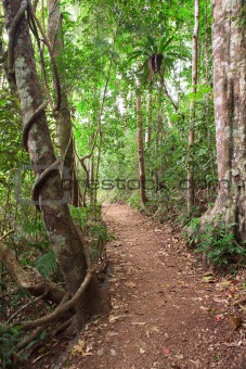 rain forest trail Tablelands Australia