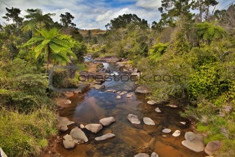 creek and fern trees in Australian rain forest