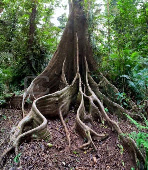 giant rain forest tree