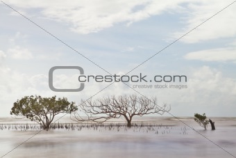mangrove tree in blurred sea