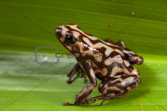 poison dart frog frog