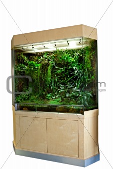 terrarium for tropical rainforest pets