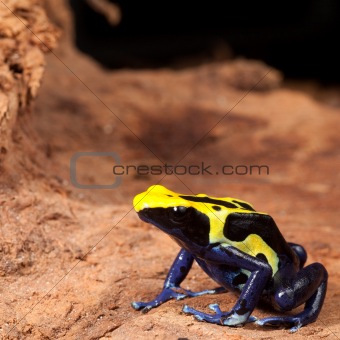 yellow black poison dart frog