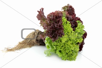 Tricolour Lettuce Plant