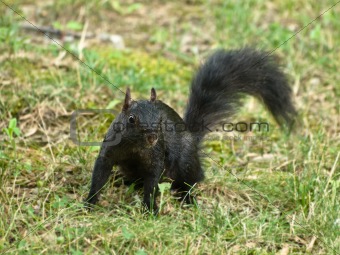 Black squirrel in the grass