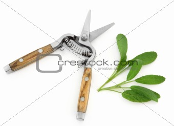 Sage Herb and Secateurs