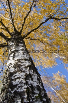 Autumn birch trunk branches and colored leaves.