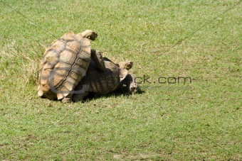 African spurred tortoise mating