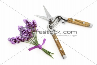Lavender Herb Flowers and Secateurs